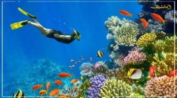 إنجاز عالمي جديد.. شرم الشيخ وجهة مصرية ضمن أجمل 20 وجهة سياحية عالمية وفق تصنيف التايمز 1